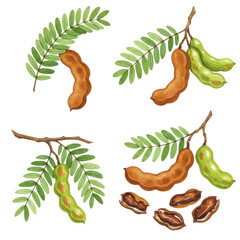 Watercolor tamarind pods and leaves ripe brown and unripe green fruits on branches isolated on white background