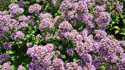Cheerful summer background. Oregano flowers and bees. Selective focus.