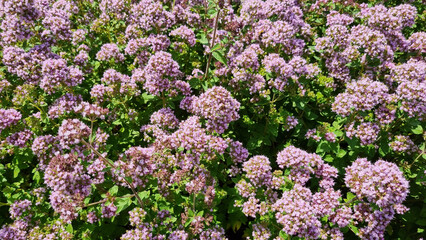 Obraz premium Cheerful summer background. Oregano flowers and bees. Selective focus.