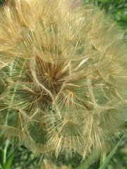 Nasiona rośliny z gatunku Salsefia © Kumulugma