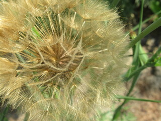 Nasiona rośliny z gatunku Salsefia © Kumulugma