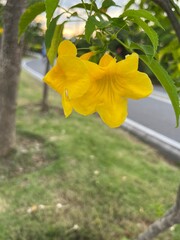yellow flower in the garden
