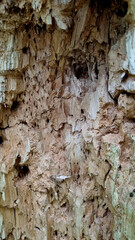 Texture of a tree with traces of a woodpecker's beak. Close-up of destroyed trunks. Selective focus