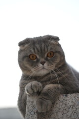 cat with a white fluffy eyes