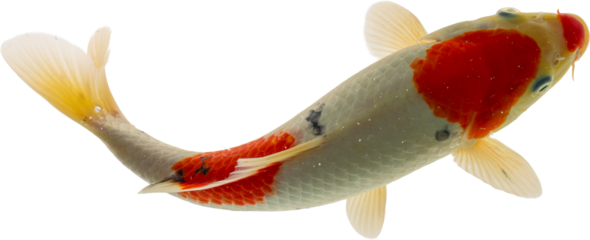 Koi Fish