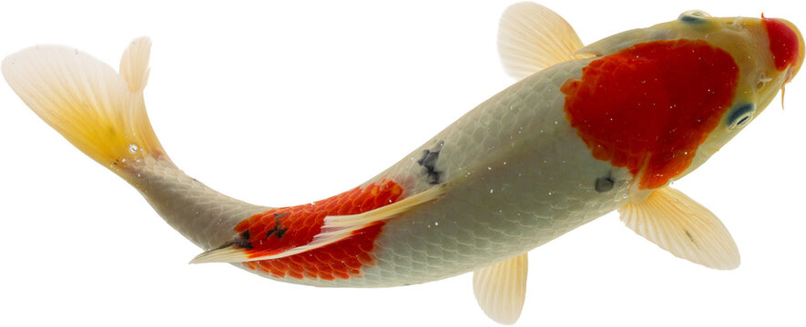 Koi Fish