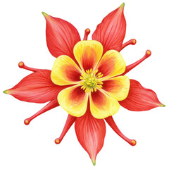 Vibrant watercolor columbine flower with red spurs and golden yellow petals isolated on white background