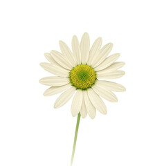 Delicate ivory daisy with vibrant green center and stem on transparent isolated on white background