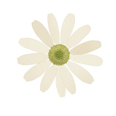 Delicate watercolor daisy with textured petals and green center isolated on white background
