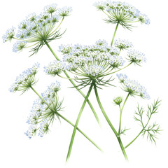 Watercolor queen anne's lace cluster with delicate white blooms and green stems isolated on white background