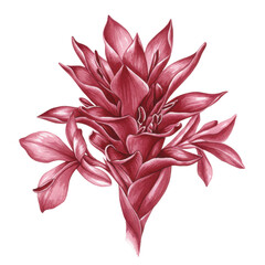 Deep crimson watercolor ginger flower botanical illustration isolated on white background
