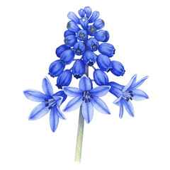 Detailed watercolor illustration of a blue grape hyacinth flower in bloom isolated on white background