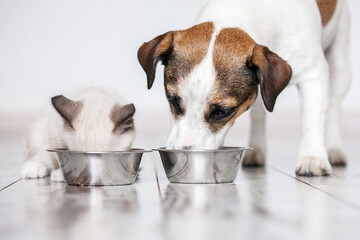 Cat and dog eating together from bowls indoors