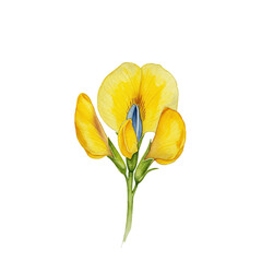 Watercolor depiction of a vibrant yellow flower with blue accents and green stem isolated on white background