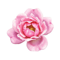 Delicate pink rose blossom close-up watercolor painting isolated on white background