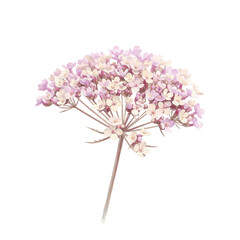 Delicate queen anne's lace blossom with pale pink and cream petals isolated on white background