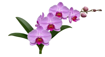 Fotobehang Orchidee Elegant pink orchid flowers isolated PNG, delicate floral arrangement for wedding invitations and botanical designs  © Hans