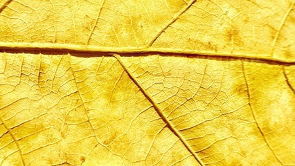 vibrant yellow leaf texture with intricate veins close-up perfect for nature-inspired designs and organic background