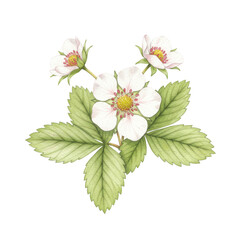 Delicate watercolor strawberry blossoms and leaves isolated on white background