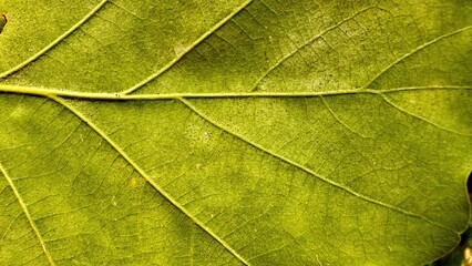 close-up of green leaf texture with intricate veins and natural patterns, ideal for organic design, wallpapers, or botanical illustrations