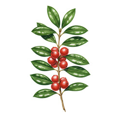 Detailed watercolor illustration of a branch laden with red berries and glossy green leaves isolated on white background