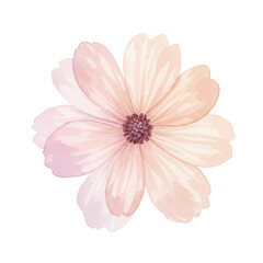 Delicate watercolor cosmos flower with soft pink petals and dark purple center isolated on white background