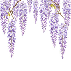 Watercolor depiction of cascading wisteria blossoms with delicate purple hues isolated on white background