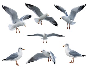Collection of gulls in flight and landing poses