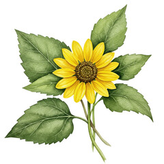 Watercolor sunflower with green leaves and detailed petals, isolated on white isolated on white background