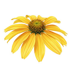 Detailed watercolor illustration of a vibrant yellow coneflower blossom isolated on white background