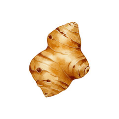 Watercolor ginger root depiction with textured surface and earthy tones isolated on white background