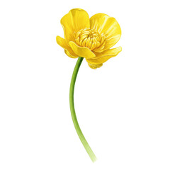 Watercolor marsh marigold flower with detailed petals and slender stem isolated on white background