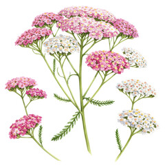 Watercolor achillea millefolium flowers in pink and white with detailed foliage isolated on white background
