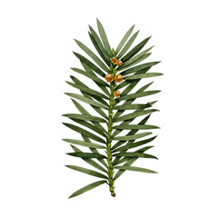 Detailed yew branch illustration with berries and needle-like leaves isolated on white background
