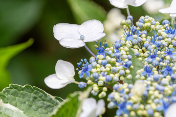 初夏に咲く白と青のガクアジサイの花