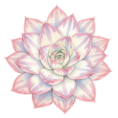 Watercolor echeveria elegans with pink tipped leaves and delicate striped pattern isolated on white background