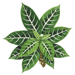 Watercolor zebrina plant with variegated leaves and textured stem detail isolated on white background