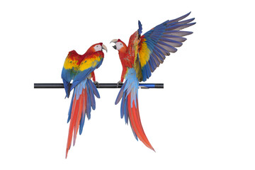 Fototapeta premium Scarlet Macaw parrot isolated on white background. This has clipping path.