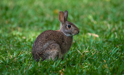 Rabbit