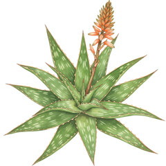 Watercolor aloe vera plant with orange flower spike, detailed botanical illustration isolated on white background