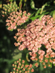 Zbliżenie na kwiaty pomarańczowego krwawnika © Kumulugma