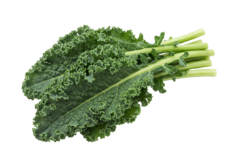 Fresh green kale leaves isolated, healthy leafy vegetable for salads and cooking on a transparent background PNG