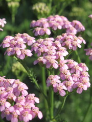 Zbliżenie na kwiaty rośliny z gatunku Achillea  © Kumulugma