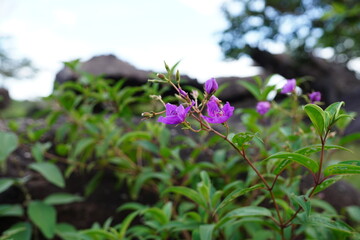 Phu Pha Thoep is a tourist attraction in Mukdahan.