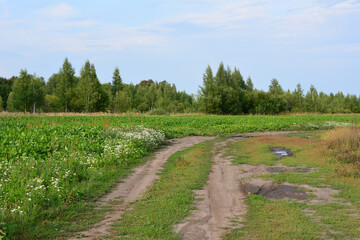 a country road going through green field with blooming daisies and green forest