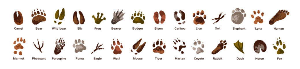 Animals' tracks set. Traces of paws, hooves, human foot prints on ground. Footprints, trails of different wildlife: bear, deer, moose, tiger. Flat isolated vector illustrations on white background.