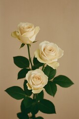 Ethereal Trio of Roses: A close-up view presents three delicate, creamy roses in full bloom, their soft petals contrasting beautifully with lush green leaves.