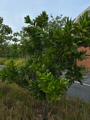 palm trees in the garden