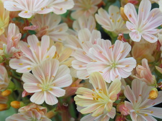 Zbliżenie na kwiat rośliny z gatunku lewizja © Kumulugma