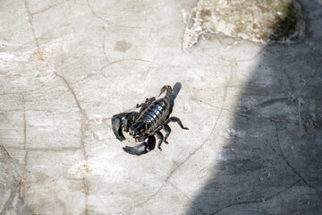 A close-up, low-angle shot of a black scorpion with its stinger raised, crawling across a rough concrete surface in a powerful and intimidating stance.

